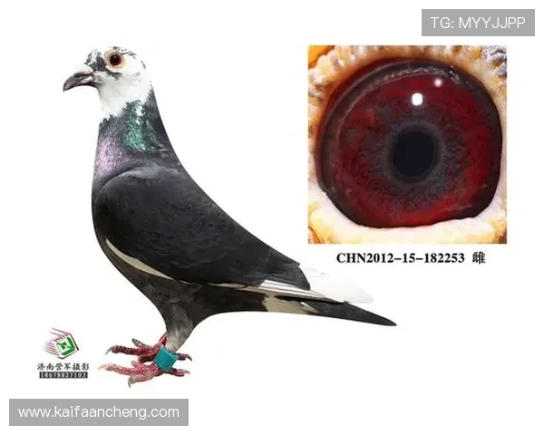 AG国际官网app常见问题解答与技术支持服务,让您的游戏体验更加顺畅无忧 AG国际官网app常见问题解答与技术支持服务,让您的游戏体验更加顺畅无忧